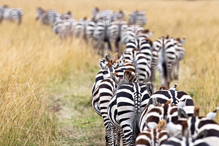 Line Of Migrating Zebra Walking Down A Path by Susan Richey wall art