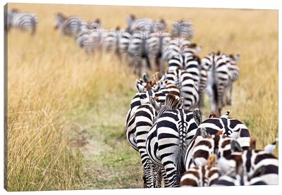 Line Of Migrating Zebra Walking Down A Path Canvas Art Print - Susan Richey