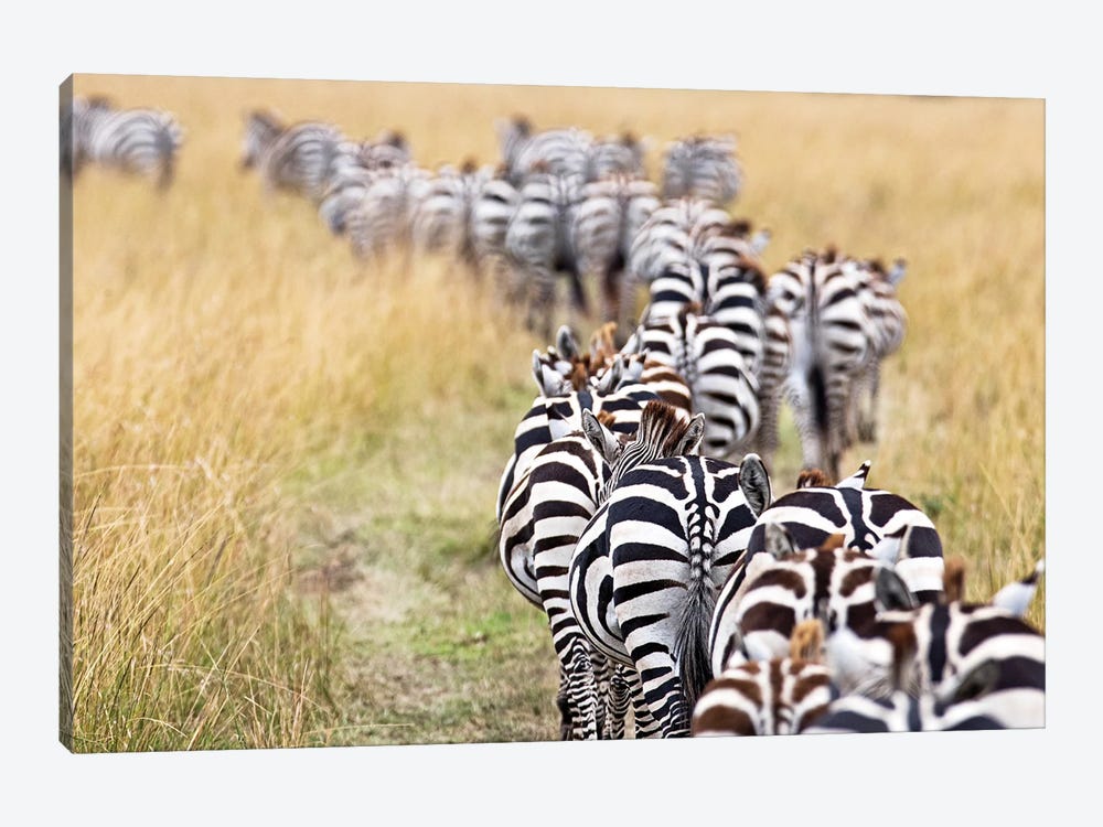 Line Of Migrating Zebra Walking Down A Path by Susan Richey 1-piece Canvas Art