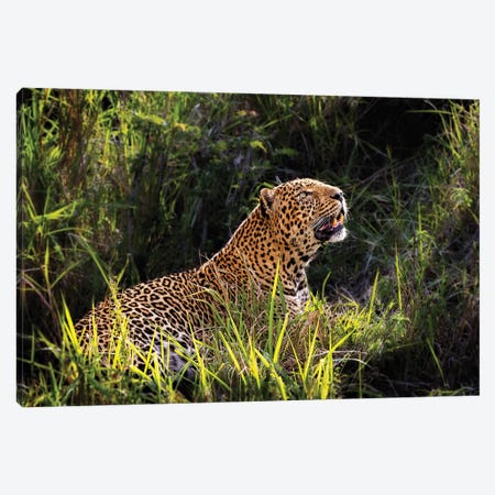 Beautiful Male Leopard In Morning Light Canvas Print #SMZ235} by Susan Richey Canvas Artwork