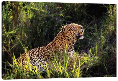 Beautiful Male Leopard In Morning Light Canvas Art Print - Susan Richey
