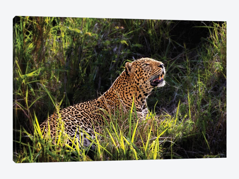 Beautiful Male Leopard In Morning Light by Susan Richey 1-piece Canvas Art
