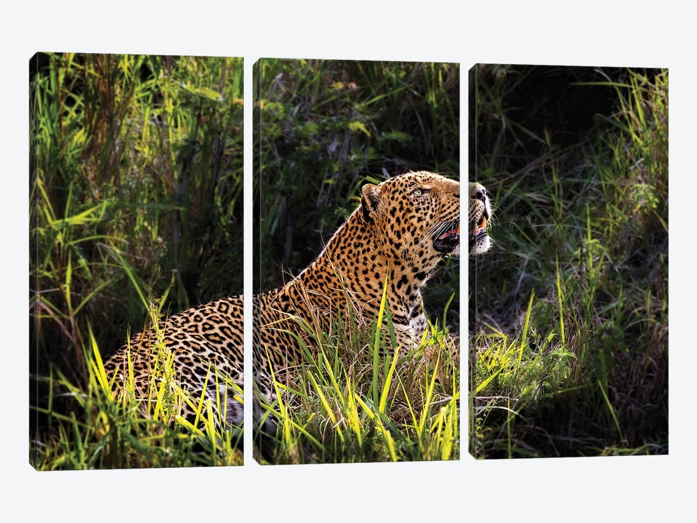 Beautiful Male Leopard In Morning Light by Susan Richey 3-piece Canvas Artwork