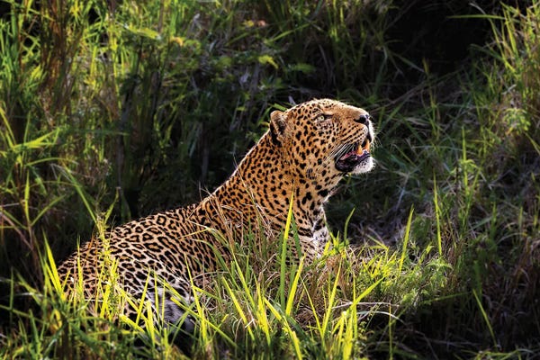 Susan Richey: Beautiful Male Leopard In Morning Light by Susan Richey