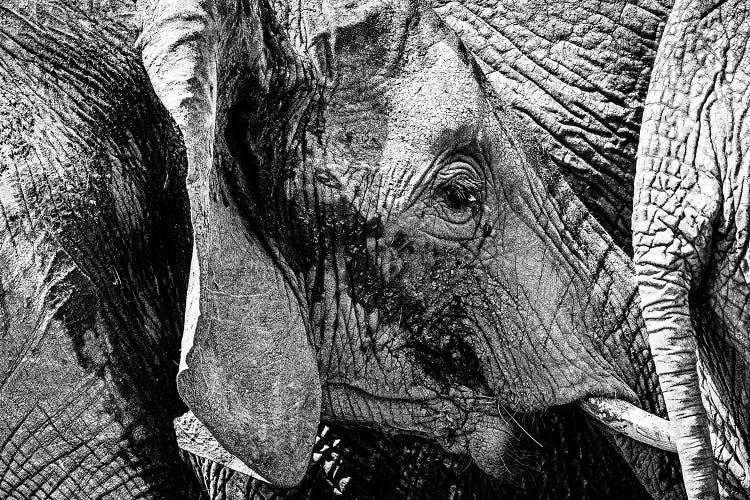 Elephant Close Family Bonds