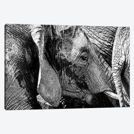 Elephant Close Family Bonds Canvas Print #SMZ237} by Susan Schmitz Canvas Wall Art