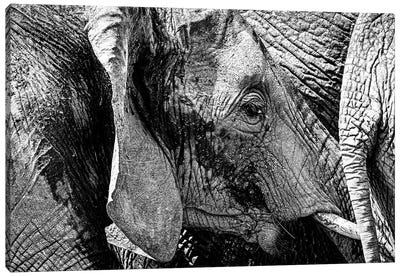 Elephant Close Family Bonds Canvas Art Print - Susan Richey