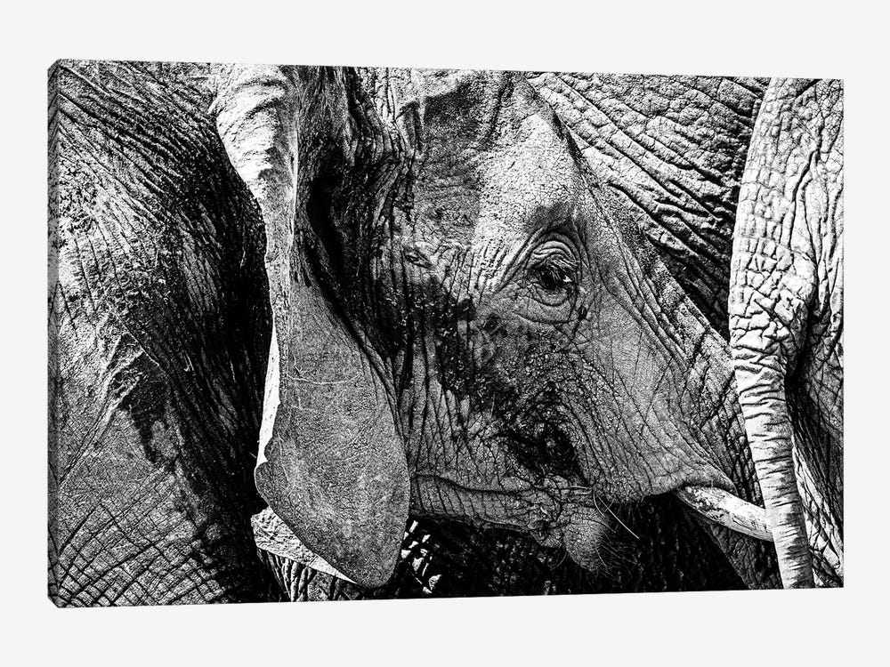 Elephant Close Family Bonds by Susan Richey 1-piece Canvas Artwork