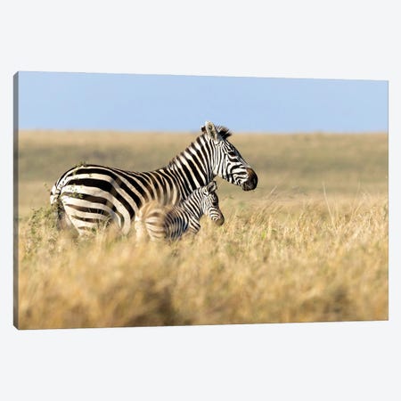 Mother And Baby Zebra Walking Through Grasslands Of Africa Canvas Print #SMZ238} by Susan Richey Art Print