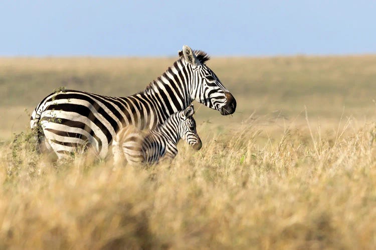 Mother And Baby Zebra Walking Through Grasslands Of Africa