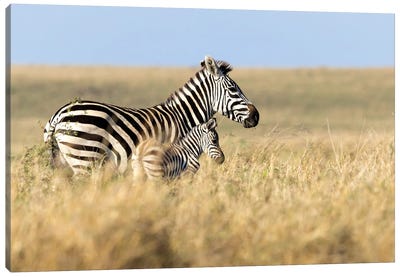 Mother And Baby Zebra Walking Through Grasslands Of Africa Canvas Art Print - Susan Richey