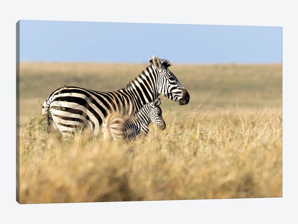 Mother And Baby Zebra Walking Through Grasslands Of Africa by Susan Richey 1-piece Canvas Print