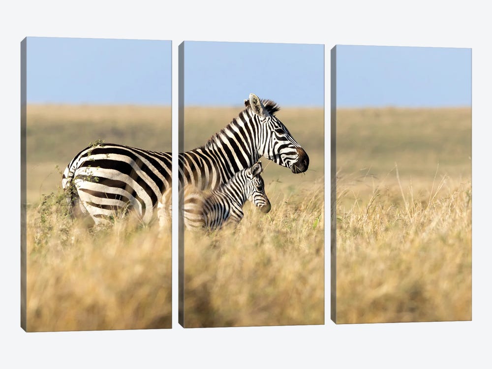 Mother And Baby Zebra Walking Through Grasslands Of Africa by Susan Richey 3-piece Art Print