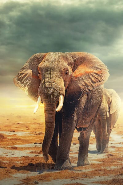 Amboseli Land Of The Elephants by Susan Richey framed canvas print