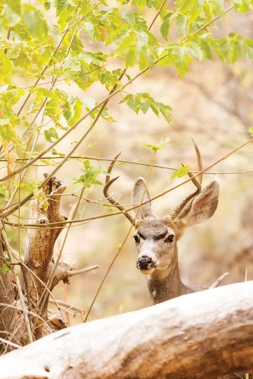 Beautiful Male Mule Deer In Woods