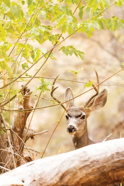 Susan Richey: Beautiful Male Mule Deer In Woods by Susan Richey