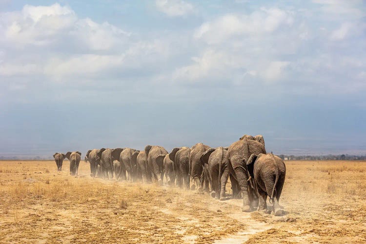 Line Of African Elephants Walking Away