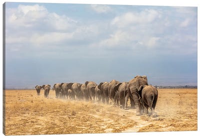 Line Of African Elephants Walking Away Canvas Art Print - Susan Richey