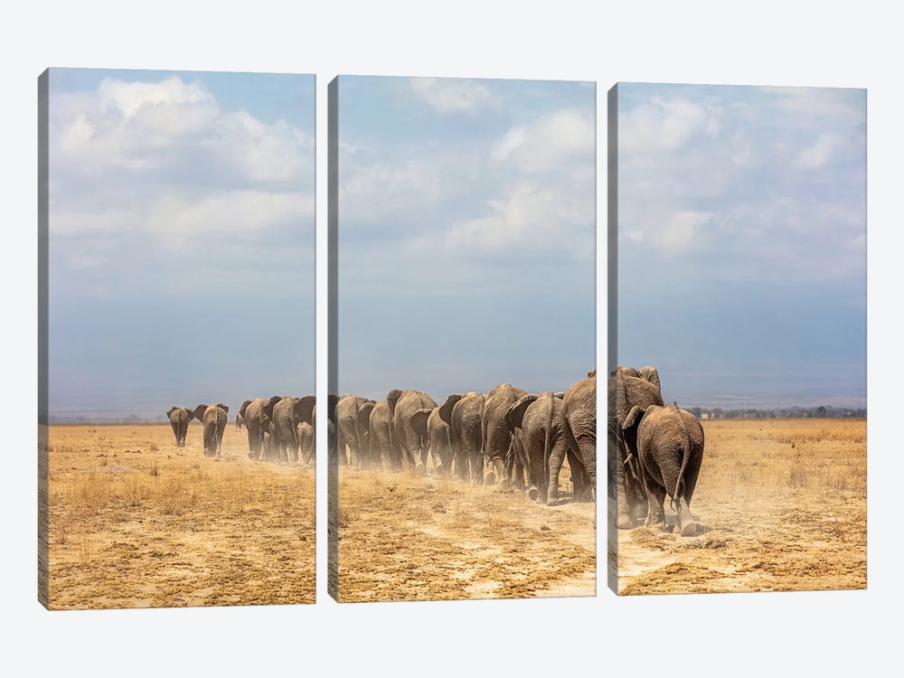 Line Of African Elephants Walking Away by Susan Richey 3-piece Canvas Print