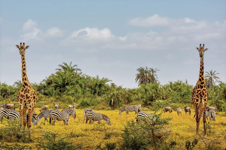African Safari Animals In Kenya