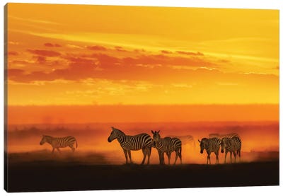 Zebra In Vibrant African Sunset Canvas Art Print - Kenya