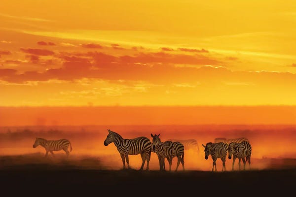 Zebras: Zebra In Vibrant African Sunset by Susan Richey