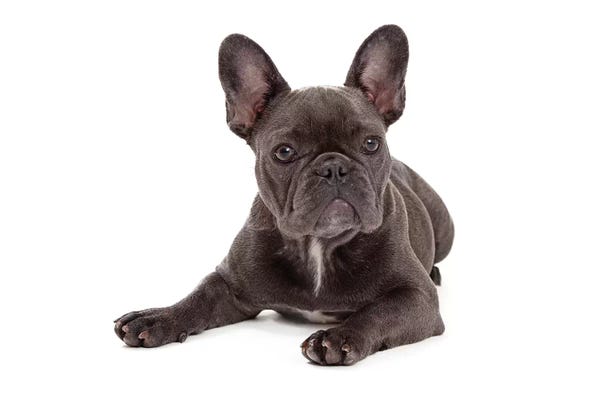 Susan Richey: Blue French Bulldog Laying by Susan Richey