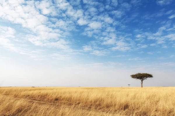 Susan Richey: Cut Grass Road In Open Kenya Field by Susan Richey