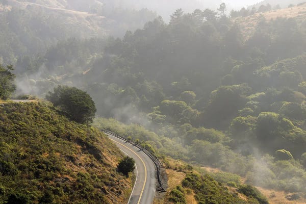 Susan Richey: Pacific Coast Highway Northern California Forest Drive by Susan Richey