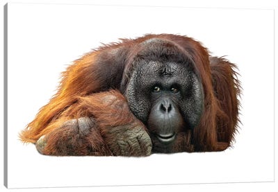 Bornean Orangutan Lying Down Extracted Canvas Art Print - Orangutan Art