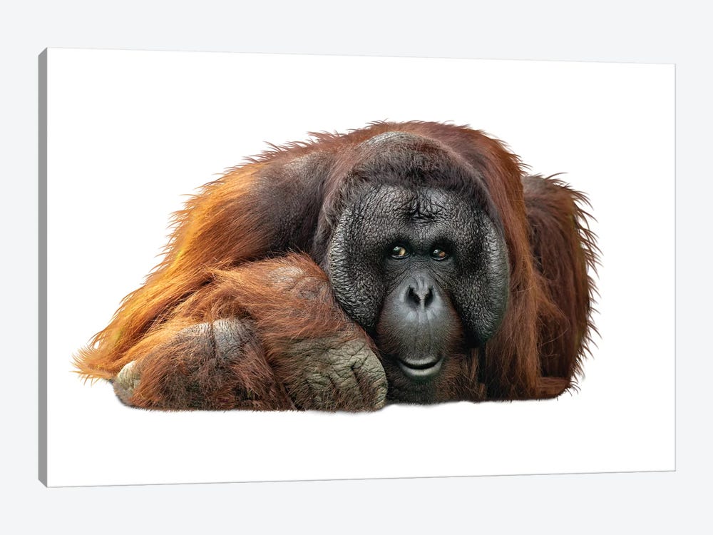 Bornean Orangutan Lying Down Extracted by Susan Richey 1-piece Canvas Artwork