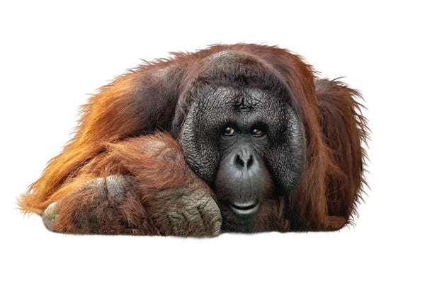 Susan Richey: Bornean Orangutan Lying Down Extracted by Susan Richey