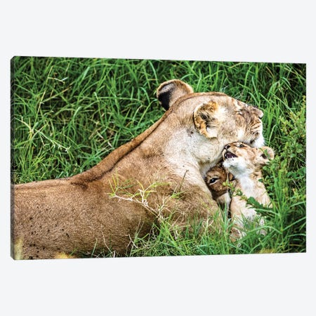 Affectionate Lioness With Playful Baby Cubs Canvas Print #SMZ2} by Susan Richey Canvas Art