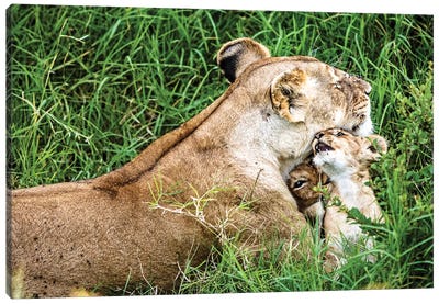 Affectionate Lioness With Playful Baby Cubs Canvas Art Print - Susan Richey