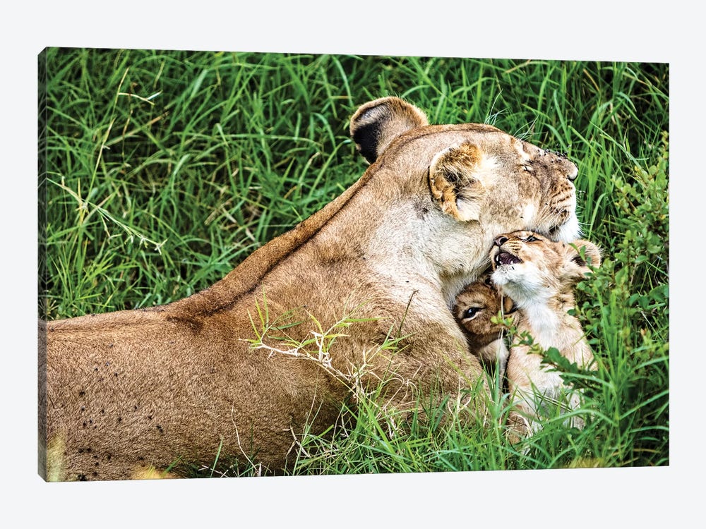 Affectionate Lioness With Playful Baby Cubs by Susan Richey 1-piece Canvas Art