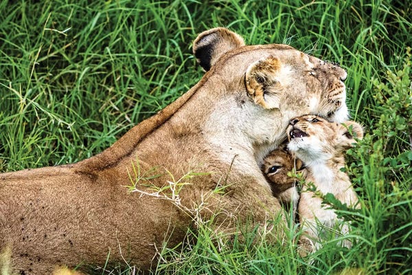 Susan Richey: Affectionate Lioness With Playful Baby Cubs by Susan Richey