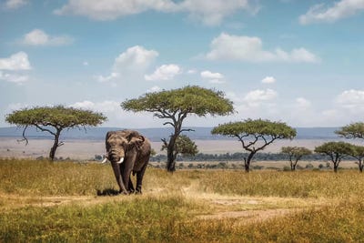 African Elephant Bull Walking Through Acacia Tree Field II by Susan Richey framed canvas print