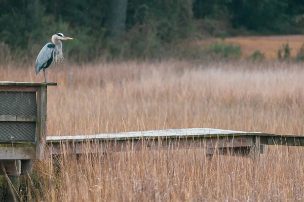 Great Blue Heron In A South Carolina Marsh