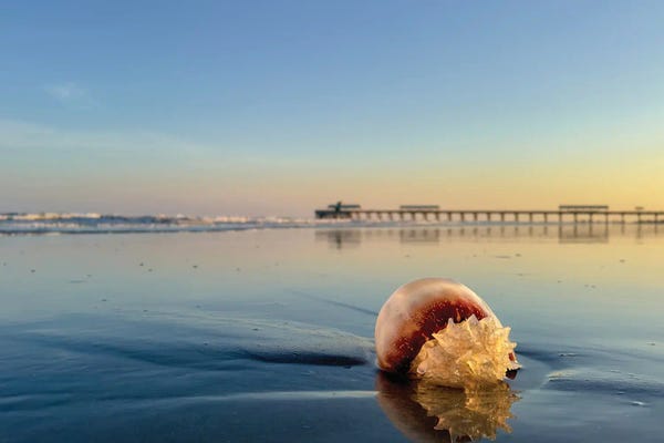 Jellyfish Washed Ashore At Folly Beach Pier