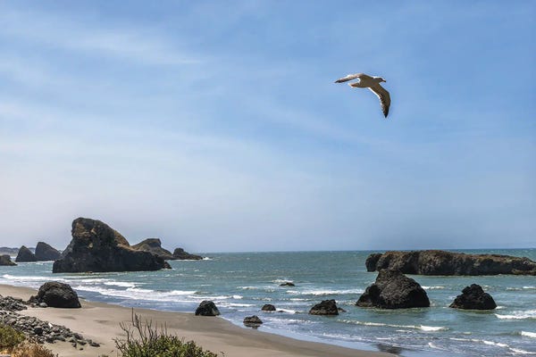 Oregon: Oregon Pacific Coastline With Seagull Soaring by Susan Richey