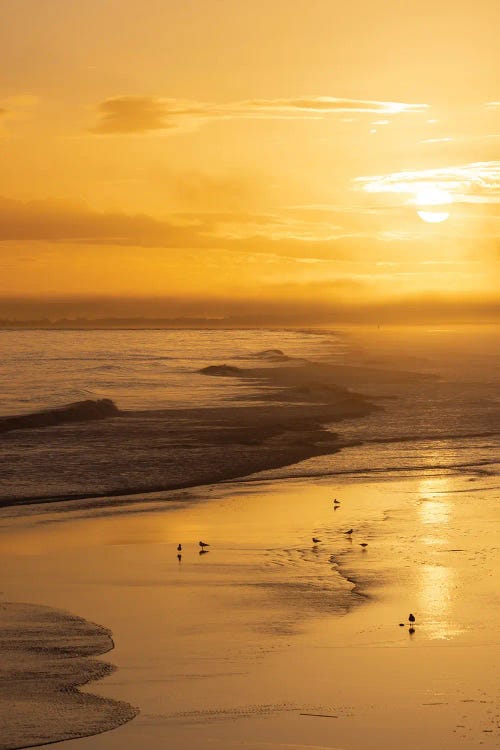 Seabirds On Ocean Shore At Golden Sunset by Susan Richey wall art