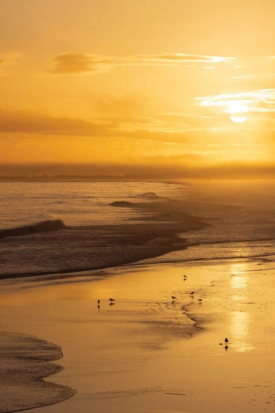 Seabirds On Ocean Shore At Golden Sunset