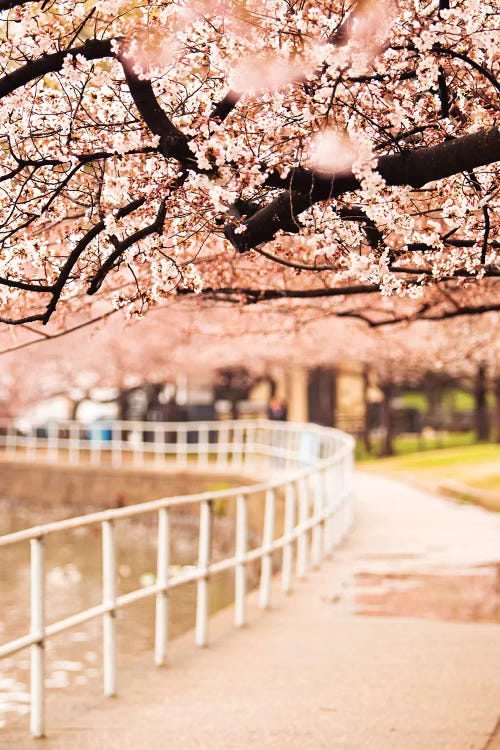 Canopy Of Cherry Blossoms Over A Walking Trail