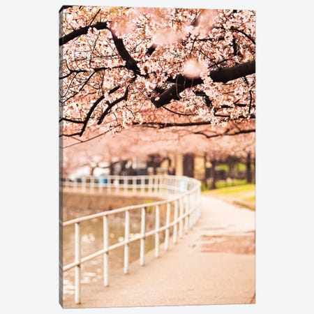 Canopy Of Cherry Blossoms Over A Walking Trail Canvas Print #SMZ33} by Susan Richey Art Print