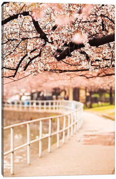 Canopy Of Cherry Blossoms Over A Walking Trail Canvas Art Print - Cherry Blossom Art