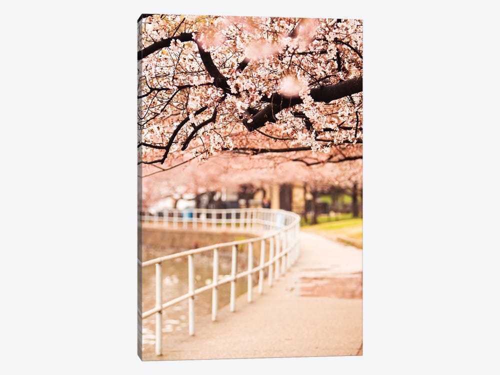 Canopy Of Cherry Blossoms Over A Walking Trail by Susan Richey 1-piece Canvas Wall Art