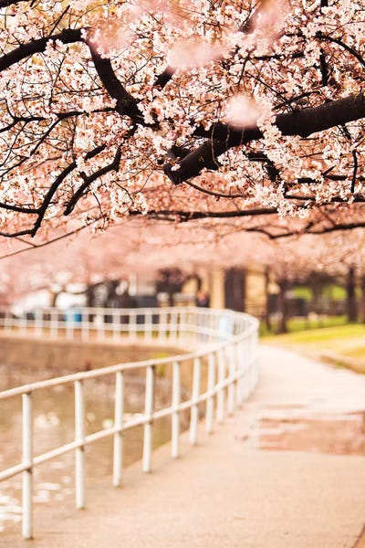 Susan Richey: Canopy Of Cherry Blossoms Over A Walking Trail by Susan Richey