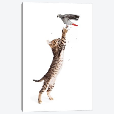 Cat Catching Bird In Flight Canvas Print #SMZ34} by Susan Richey Canvas Art