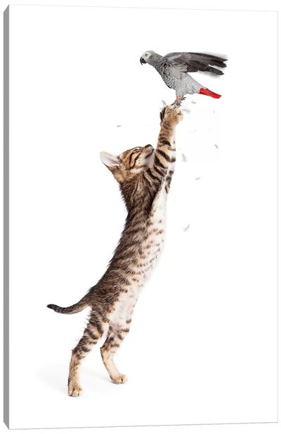 Cat Catching Bird In Flight Canvas Art Print - Susan Richey