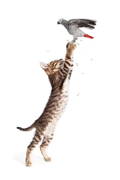 Susan Richey: Cat Catching Bird In Flight by Susan Richey
